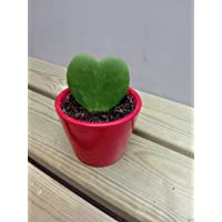 Hoya Kerrii o planta del corazon (maceta 7 cm Ø) - Planta viva de interior